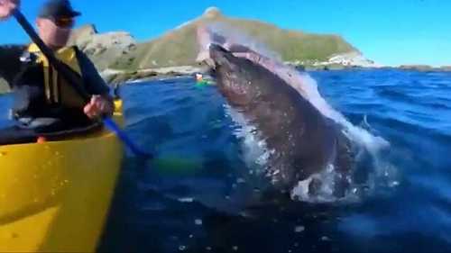 10 Thoughts I Had While Watching the Kayaker Get the Shit Slapped Out of Him With an Octopus by a Seal