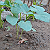 Post: The okra I planted in my little garden is already big