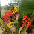 Post: Flower and my WhatsApp number +2348125300466 In case anyone wants to work with me am ready