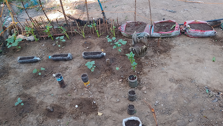 My little garden #Featured #entertainment  @-u96ef15c9-1ebb-4826-b179-6dac5d46566c ...
