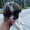Grace Anne Reyes